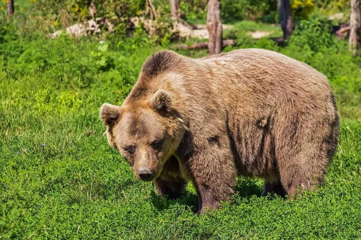 Bear Market