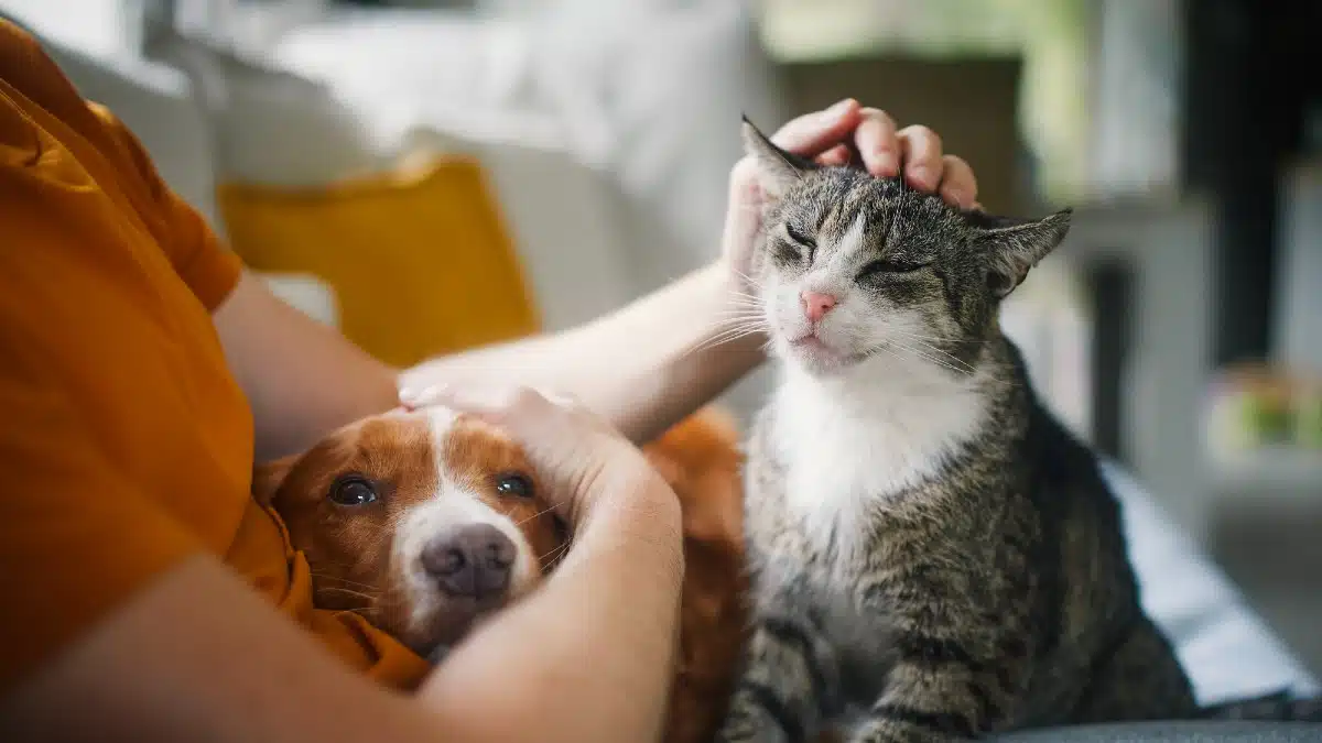 Become a Pet Sitting Superstar