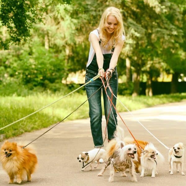 msn-dog-walking